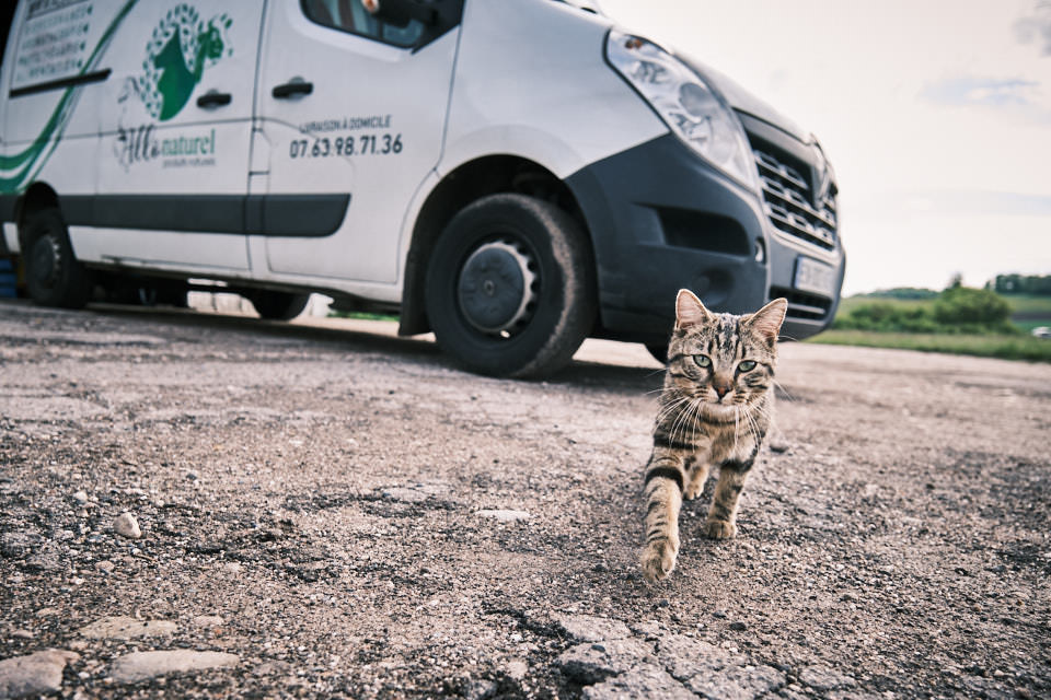 Médecines alternatives : soigner ses animaux autrement