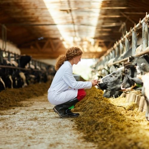 Alimentation pour animaux d’élevage à Épinal : ce que nous vous proposons !