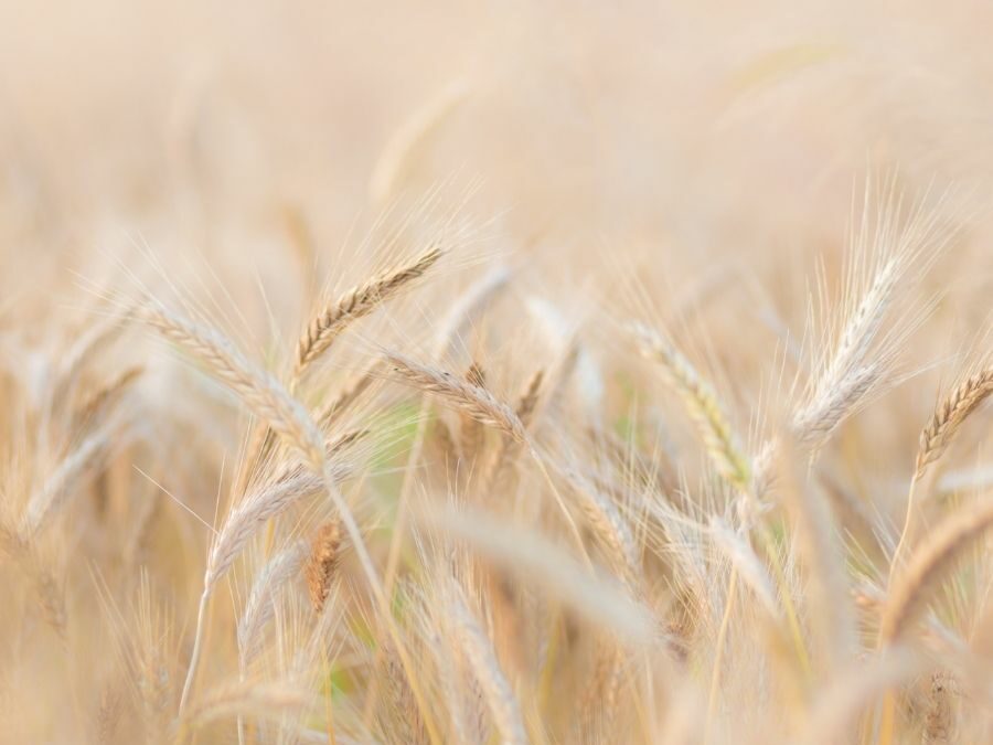 Aromathérapie pour animaux dans les Vosges : un soin essentiel !