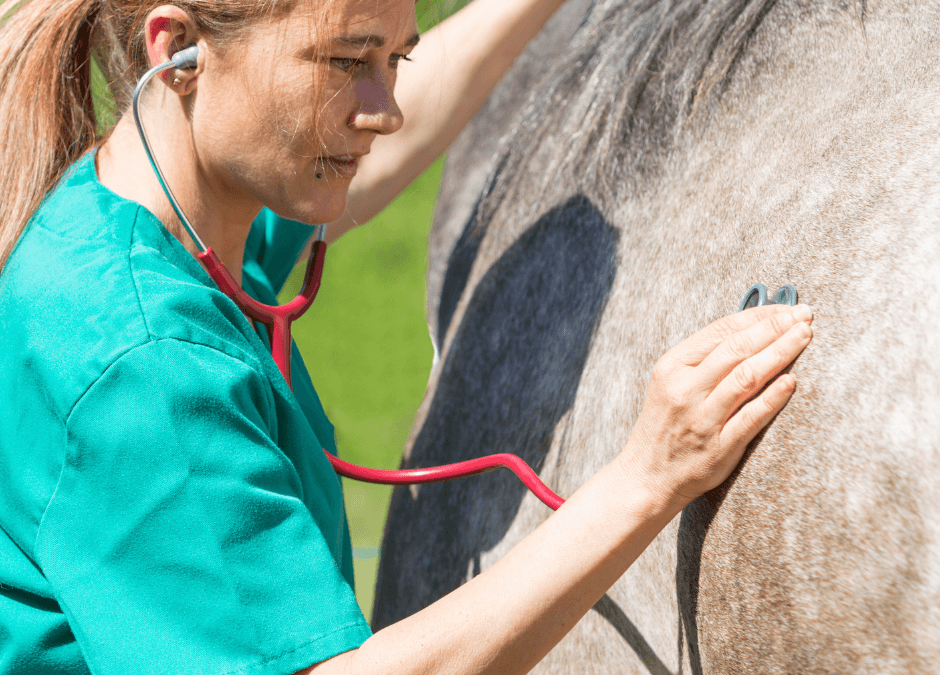 Biorésonance pour cheval : quels bienfaits ?