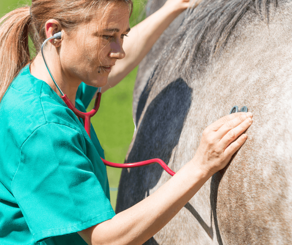 biorésonance cheval