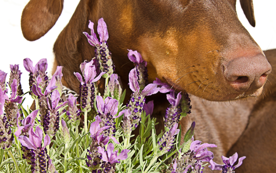 L’aromathérapie pour chiens : une médecine alternative naturelle